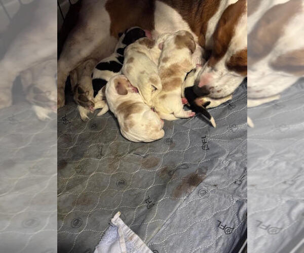 Medium Photo #1 Basset Hound Puppy For Sale in MARION, IN, USA