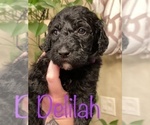 Small Photo #6 Goldendoodle-Poodle (Standard) Mix Puppy For Sale in GRESHAM, OR, USA