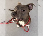 Small #2 American Bulldog