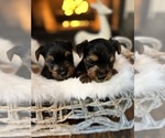 Small Photo #2 Yorkshire Terrier Puppy For Sale in NEWARK, DE, USA