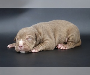 American Bully Puppy for sale in CHAMPAIGN, IL, USA
