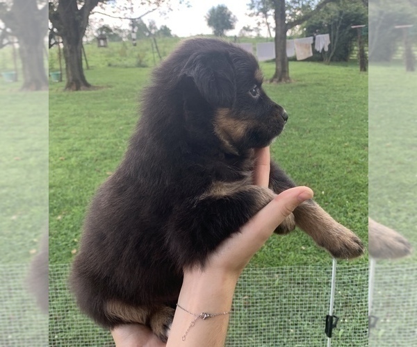 Medium Photo #2 Australian Shepherd Puppy For Sale in CHARLESTOWN, IN, USA