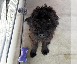 Poodle (Standard) Dogs for adoption in Redlands, CA, USA