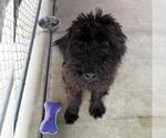 Small Poodle (Standard)