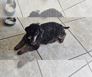 Phoebe - Female Poodle (Miniature) Dog for Adoption - Photo #2
