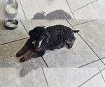 Small Photo #2 Poodle (Miniature) Puppy For Sale in Rancho Cordova, CA, USA