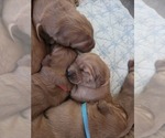 Small Photo #7 Golden Irish-Golden Retriever Mix Puppy For Sale in EUREKA, IL, USA