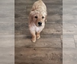 Small #4 Golden Retriever