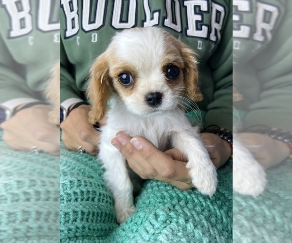 Medium Photo #4 Cavalier King Charles Spaniel Puppy For Sale in COLORADO SPRINGS, CO, USA