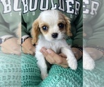 Small Photo #4 Cavalier King Charles Spaniel Puppy For Sale in COLORADO SPRINGS, CO, USA