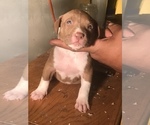 Small Photo #6 American Bully Puppy For Sale in CO SPGS, CO, USA