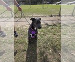 Small Photo #4 Labrador Retriever Puppy For Sale in Rosenberg, TX, USA