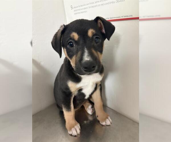 Medium Photo #1 Mutt Puppy For Sale in Bakersfield, CA, USA