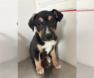 Mutt Dogs for adoption in Bakersfield, CA, USA