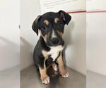 Small Mutt