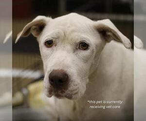 American Staffordshire Terrier-Unknown Mix Dogs for adoption in San Antonio, TX, USA