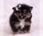 Small Photo #94 Pomeranian Puppy For Sale in WARSAW, IN, USA