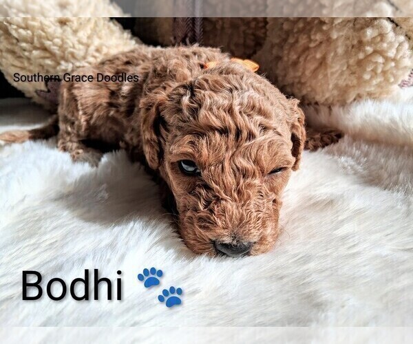 Medium Photo #56 Goldendoodle (Miniature) Puppy For Sale in GASTONIA, NC, USA