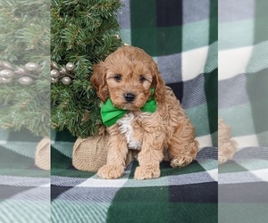 Cavapoo Puppy for sale in QUARRYVILLE, PA, USA