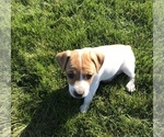 Small Photo #6 Jack Russell Terrier Puppy For Sale in APPLE CREEK, OH, USA