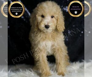 Goldendoodle (Miniature) Puppy for sale in WARSAW, IN, USA
