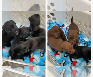 Mutt Dogs for adoption in Minneapolis, MN, USA