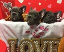 Small Photo #4 French Bulldog Puppy For Sale in OCEANSIDE, CA, USA