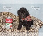 Small #5 Poodle (Toy)