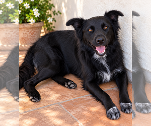 Mindi - Female Collie-Unknown Mix Dog for Adoption - Photo #2