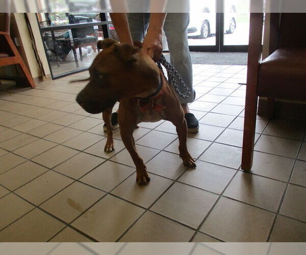Medium Photo #1 American Pit Bull Terrier Puppy For Sale in Ocala, FL, USA