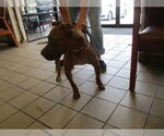 Small American Pit Bull Terrier