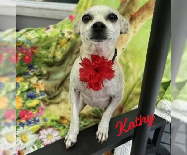 Medium Photo #1 Chihuahua-Unknown Mix Puppy For Sale in HOUSTON, TX, USA