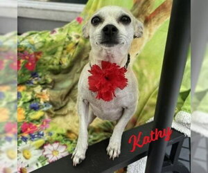 Chihuahua-Unknown Mix Dogs for adoption in HOUSTON, TX, USA