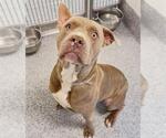 Small #1 Staffordshire Bull Terrier Mix