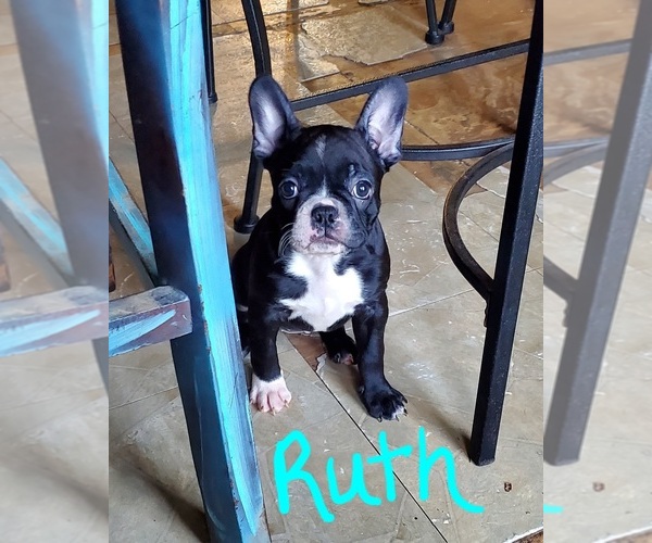 Medium Photo #2 Faux Frenchbo Bulldog Puppy For Sale in NEW CANEY, TX, USA