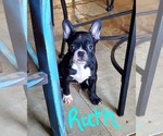 Small Photo #2 Faux Frenchbo Bulldog Puppy For Sale in NEW CANEY, TX, USA
