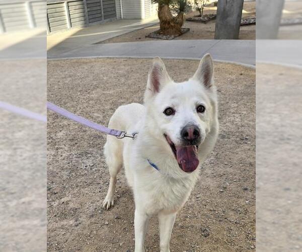 Medium Photo #1 German Shepherd Dog-Unknown Mix Puppy For Sale in Las Vegas, NV, USA