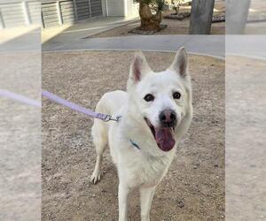German Shepherd Dog-Unknown Mix Dogs for adoption in Las Vegas, NV, USA