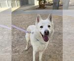 SNOWBALL - Male German Shepherd Dog-Unknown Mix Dog for Adoption - Small photo