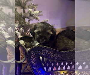 Poovanese Puppy for sale in JASPER, GA, USA
