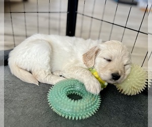 Goldendoodle Puppy for sale in QUEEN CREEK, AZ, USA