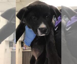 American Pit Bull Terrier-Unknown Mix Dogs for adoption in Conroe, TX, USA