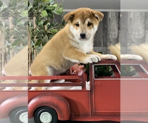 Shiba Inu Puppy for sale in CANOGA, NY, USA