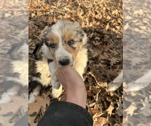 Medium Australian Shepherd