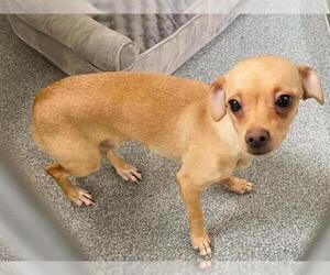 Chihuahua Dogs for adoption in Orange, CA, USA