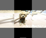 Puppy 2 Pomeranian
