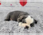 Small Photo #4 English Bulldog-Shih Tzu Mix Puppy For Sale in QUAPAW, OK, USA