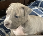 Small Photo #2 American Bully Puppy For Sale in OCALA, FL, USA