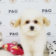 Maltese-Poodle (Toy) Mix Puppy for sale in TEMPLE CITY, CA, USA