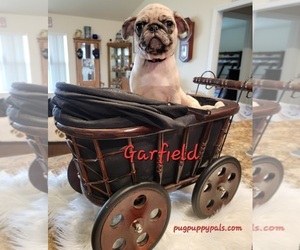 Pug Puppy for sale in SPRING HILL, FL, USA